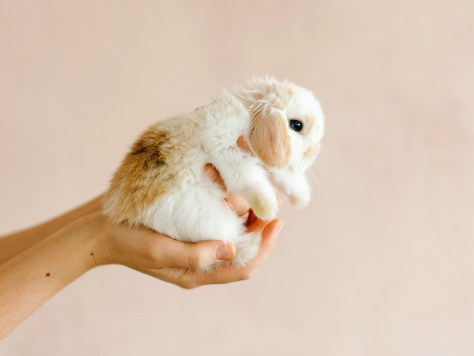 What Does Cruelty-Free Really Mean?